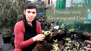 Medicinal Uses of Primrose Primula veris [upl. by Htedirem]