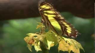 Butterfly Releases at the Tennessee Aquarium [upl. by Procora90]