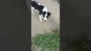 Dog is love 😍shorts ytshorts shortfeed animallover doglover [upl. by Giacamo663]