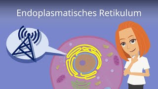 Endoplasmatisches Retikulum  Aufbau und Funktion [upl. by Yelssew417]