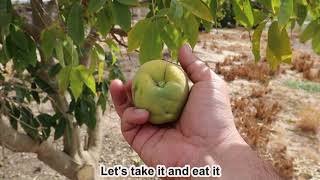 White Sapote Fruit Picking And Eating  Exotic Fruit Tree Casimiroa edulis [upl. by Zilevi]