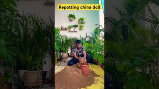 Repotting china doll with me gardeningwithnanav plants [upl. by Ysnat977]