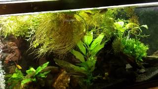 Why Does My Cory Catfish Hang Around The Surface [upl. by Tanney]