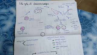 Life cycle of Entamoeba histolyticaDefine metacystsimple NotesTamil [upl. by Meerek472]