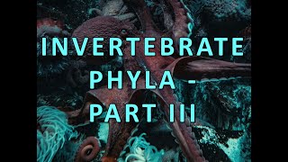 Invertabrate Phyla  Part III [upl. by Kung]