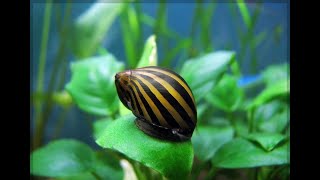 Neritina zebra 🐌 [upl. by Eirolav]