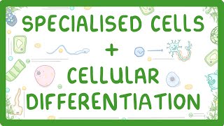 GCSE Biology  Differentiation and Specialised Cells 10 [upl. by Odelinda]