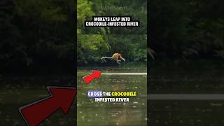 Why Do Monkeys RISK Crossing RIVERS monkeys monkey crocodile [upl. by Allerus]