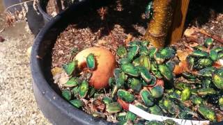 Cotinus texana Metallic Green Fig Beetles A Feeding Frenzy [upl. by Brenk265]