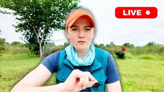 ANSWERING 30 SHEEP QUESTIONS LIVE  Breeding Dorper Sheep What to Feed Sheep Natural Dewormer [upl. by Yeltihw]