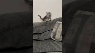 Maine Coon kitten zoomies maincoonkitten catlovers kittens [upl. by Treiber]