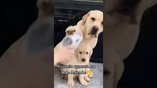 Mãe defensora 😂😂😂 pets caes labrador cachorros filhote dogsanimais [upl. by Ytsur]