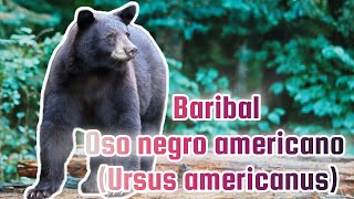 Conoce al Baribal El Oso Negro Americano Ursus americanus [upl. by Suravart]