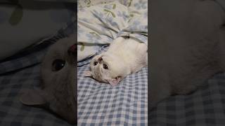 Can cats sleep under blankets cat cute kitten cutecat pets [upl. by Adao156]