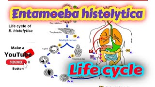 Entamoeba histolytica life cycle in hindi  Amoebiasis [upl. by Yael198]