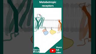 Ionotropic vs Metabotropic receptors  mode of action and examples  1 min neurobiology [upl. by Goode]