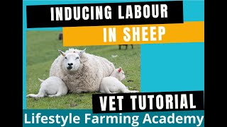 Induction of labor in sheep [upl. by Keven]