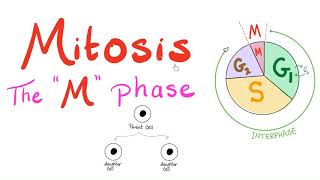 Mitosis  Cell Division  The M Phase of the Cell Cycle  Biology for MCAT DAT SAT ACT AP Bio [upl. by Franzoni952]