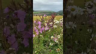 North Devon northdevon woodland ocean devon [upl. by Hadwin]