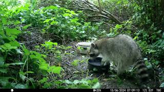 Trailcam 044 lets watch raccoons Part2 [upl. by Hallette]