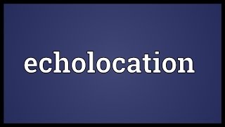 Echolocation Meaning [upl. by Aihsena]