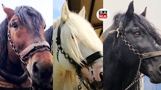 NAJTEŽI I NAJJAČI KONJI BALKANA  DRAFT HORSES [upl. by Ceciley999]