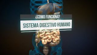 ¿Cómo funciona el sistema digestivo animación [upl. by Cora]