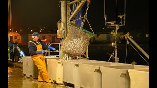 Tons Of Cornish Sardines Being Landed At Newlyn Fish Market  Newlyn Pilchards Commercial Fishing [upl. by Ahsilrac]