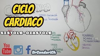 FISIOLOGIA Ciclo Cardiaco sistolediastole Sencillo y Completo [upl. by Grove]