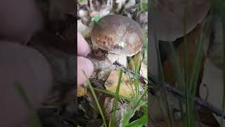 Porcini FUNGHI белыегрибы mushroom boletus funghiporcini boletusedulis borowiki foraging [upl. by Vachil807]