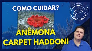 ANÊMONA CARPET HADDONI  COMO CUIDAR [upl. by Suiravad]