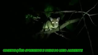 MUCURINHA OU MUCURAÍZINHO ANIMAL DE ABITOS NORTURNOS DAS FLORESTAS AMAZÔNIA BRASIL [upl. by Yarased]