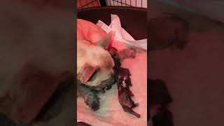 French Bulldog natural birth to 10 pups [upl. by Notanhoj476]