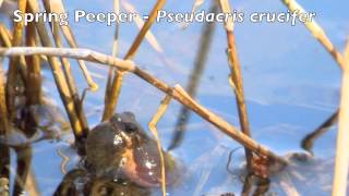 Pseudacris crucifer  Spring Peeper [upl. by Nitsrek]