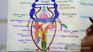 Venous System Of Scoliodon [upl. by Amelie304]