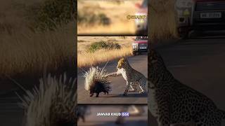 Porcupineporcupine vs pagolinporcupine attackshorts viralvideo [upl. by Kannav858]