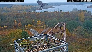 Goitzsche WildnisDeutschland ☆ 13 November 🍂 Ein Fischadlerhorst als herbstlicher Nebenschauplatz [upl. by Taryne]