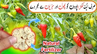 🔴Best Natural Fertilizer For Your Plants  Homemade Organic Fertilizer At Home  growth [upl. by Doxia]