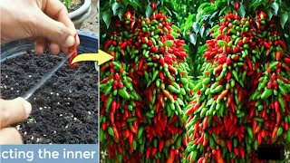 green chilli plant at home 🌶️ growing green chillies at home  mirchi tree kaise lagaye [upl. by Tamma]