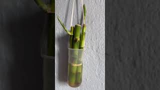 Lucky Bamboo Plant Cuttings in WaterWall Decoration🌱🌱bambooplantpropagationwalldecorshorts [upl. by Dotty66]