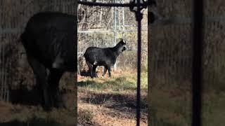 Pygmy Goat 🐐 🌞👍 [upl. by Sherburn]