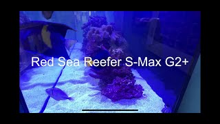 Red Sea ReeferS Max G2 1000 [upl. by Dnomhcir]