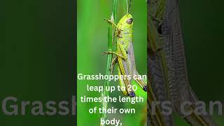 The growing popularity of grasshopper facts youtube trendyfacts [upl. by Dnarud]