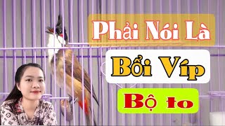 BỔI VIP 19ĐINH CUI BỘ TO SUNG ĐẤU PHÁCH ĐẤU DÀN GIỌNG XOẮN BAO TỐ CHẤT CHẤT LƯỢNG ĐÁNG GỘT [upl. by Carolyne734]