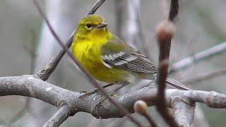 Pine Warbler first visit  22 Nov 2024  Irmo SC [upl. by Yeroc209]