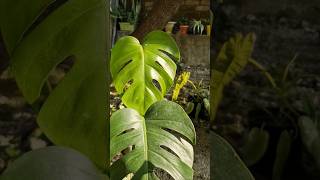 Monstera Deliciosa Collection monsteradeliciosa tropicalplants trending [upl. by Vieva950]