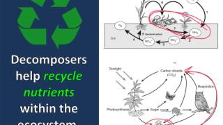 Decomposers and Detrivores [upl. by Venita861]