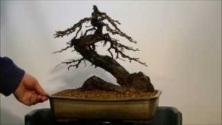 Yamadori Larix decidua Repotting 3 [upl. by Fleeta]