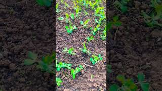 Pea plant seedlings  Pisum sativum  Leguminosae [upl. by Siesser701]