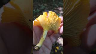 La girolle girolle champignons cueillette educatif éducatifetdivertissant apprendresuryoutube [upl. by Ebba]